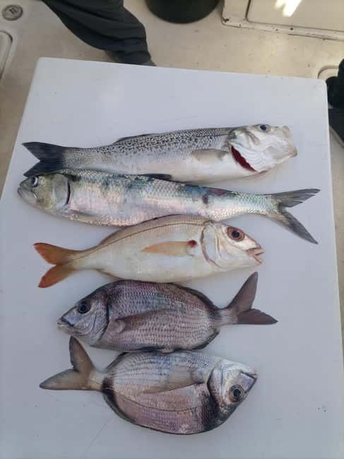 Cascais: Half-Day Fishing Trip - What the Crew Teaches You in Those 3 Hours