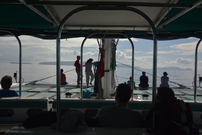 Catamaran Day Cruise to Desertas Islands from Funchal - Wildlife sightings: what you might see from boat and beach