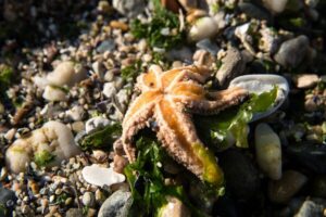 CCVAlgarve Individual Ticket - Two aquariums: tropical tanks plus the Ria Formosa lagoon