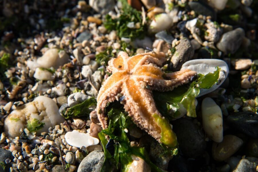 CCVAlgarve Individual Ticket - Two aquariums: tropical tanks plus the Ria Formosa lagoon