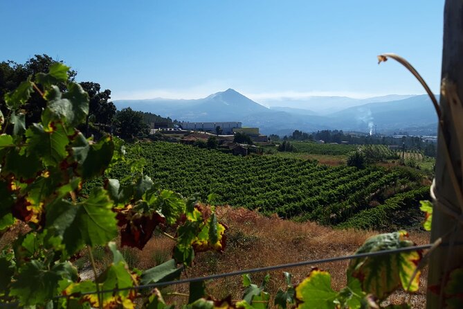 Classic Tasting | Quinta de Santa Cristina Vinho Verde - Vineyard walk: grape varieties made simple