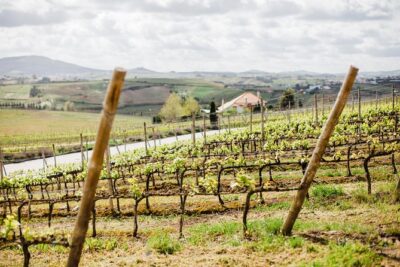 Day trip Lisbon Wine Tasting - Private tour - Start Time at 9:00 and Why Pickup Changes Everything
