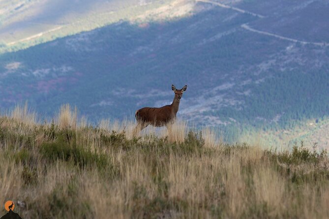 Discovering Nature in Serra da Lousã - Aldeias do Xisto: Gondramaz and Coentral with stone-and-taste details
