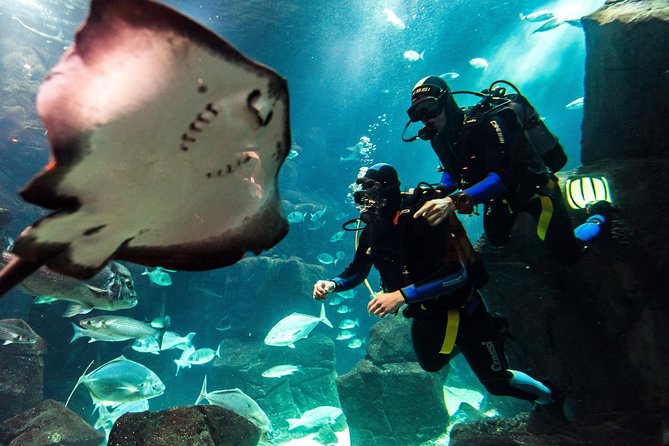 Diving in the Madeira Aquarium - Key Things I’d Nail Down Before You Go