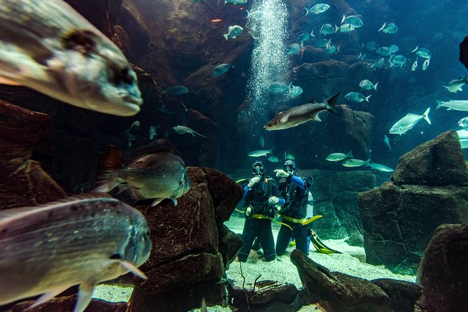 Diving in the Madeira Aquarium - Madeira Aquarium Scuba Intro: The Setup That Makes It Feel Manageable