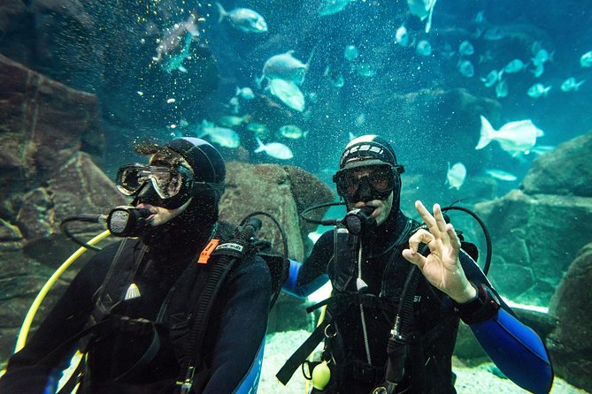 Diving in the Madeira Aquarium - Cachalote Natural Pools Baptism: Your First Contact With the Water