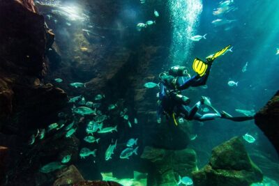 Diving in the Madeira Aquarium - Aquario da Madeira Orientation: Species First, Then Skills