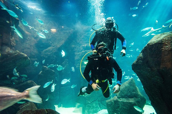 Diving in the Madeira Aquarium - Timing, Getting There, and Practical Tips That Actually Matter