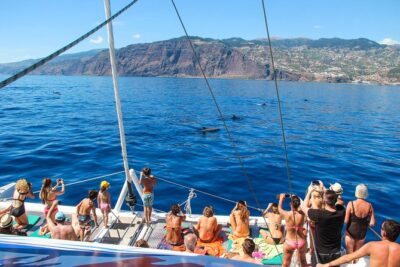 Dolphin and Whale Watching Catamaran Cruise from Funchal - How the crew actually finds dolphins and whales