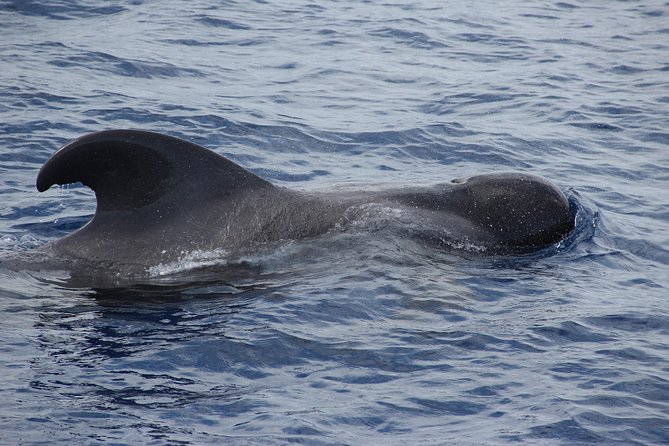 Dolphin and Whale Watching Catamaran Cruise from Funchal - Wildlife luck: what happens if you don’t see dolphins or whales
