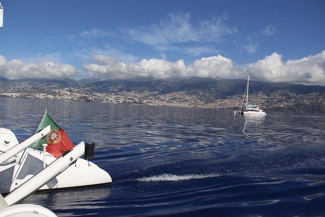 Dolphin and Whale Watching Catamaran Cruise from Funchal - Value for the price: what $48.27 buys you in real terms