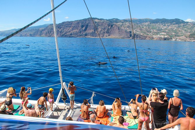 Dolphin and Whale Watching Catamaran Cruise from Funchal - How the crew actually finds dolphins and whales