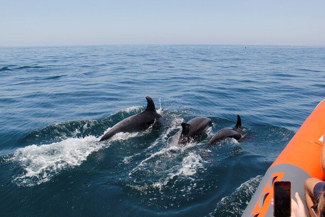 Dolphin and Whale Watching in Lagos - Why the Atlantic off Lagos is a great place to look for dolphins