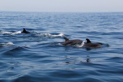 Dolphin and Whale Watching in Lagos - The RIB ride: fast, close to the water, and worth dressing for