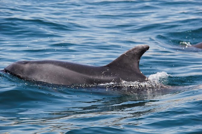 Dolphin and Whale Watching in Lagos - Comfort and safety on the water: what “moderate fitness” really means