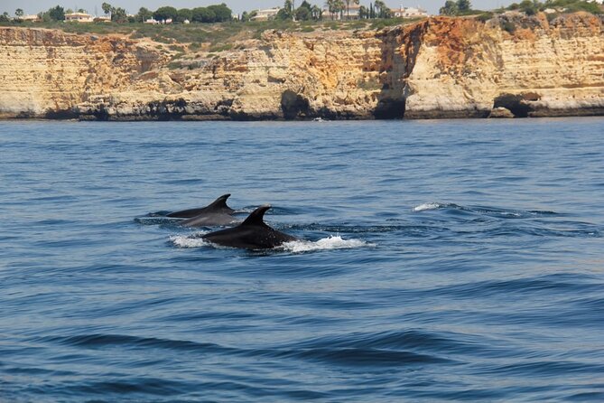 Dolphin and Whale Watching in Lagos - Dealing with the one big unknown: wildlife sightings