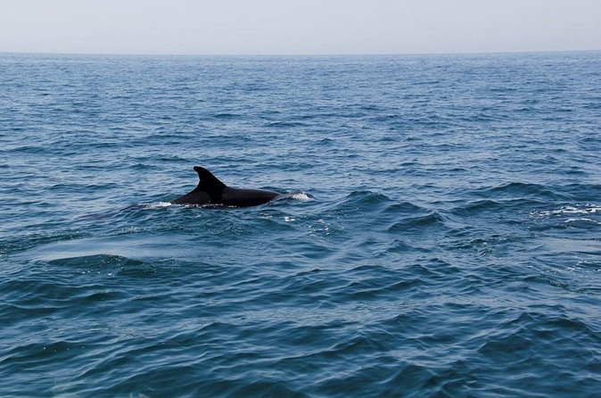 Dolphin and Whale Watching in Lagos - What the best sightings tend to feel like