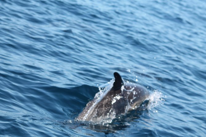 Dolphin Discovery - Dolphin spotting with a real search, not just a hope-and-pray cruise