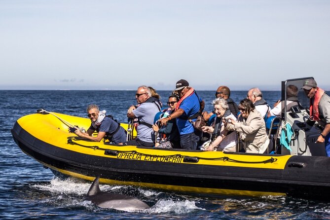 Dolphin Discovery - Price and value: is $54.31 worth it for Portimão?