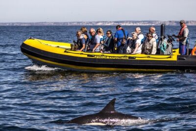Dolphin Discovery - Benagil caves from the water: why this part is worth the time