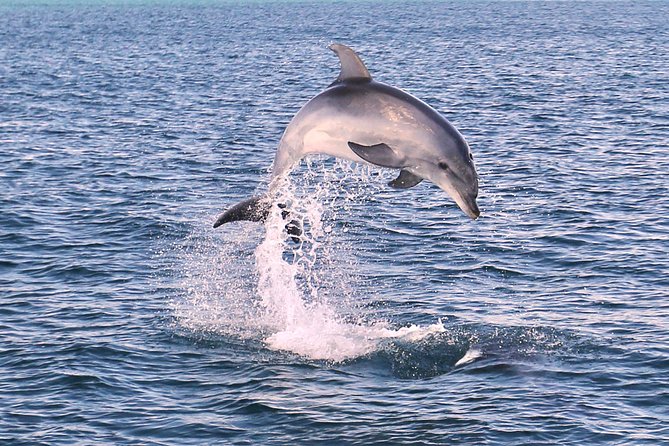 Dolphin Quest & Marine Life Search - Why Dolphin Quest in the Algarve Beats a Zoo Day