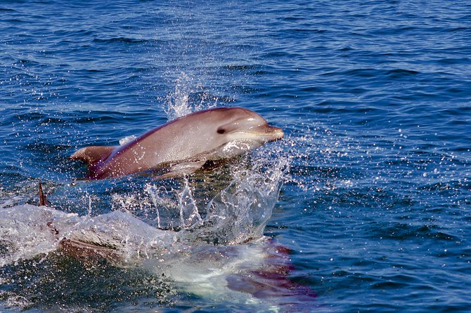 Dolphin Quest & Marine Life Search - On the Water: How the Search for Dolphins Usually Plays Out