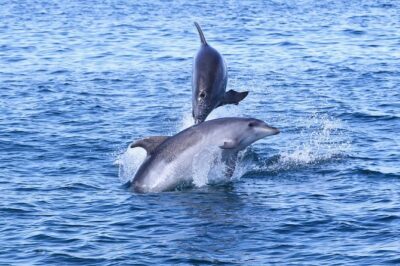Dolphin Quest & Marine Life Search - Vilamoura Marina Meeting: What the Start Feels Like