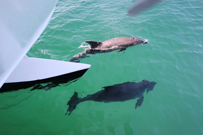 Dolphin Quest & Marine Life Search - Algarve Coastline Views: The Part That Keeps Everyone Calm