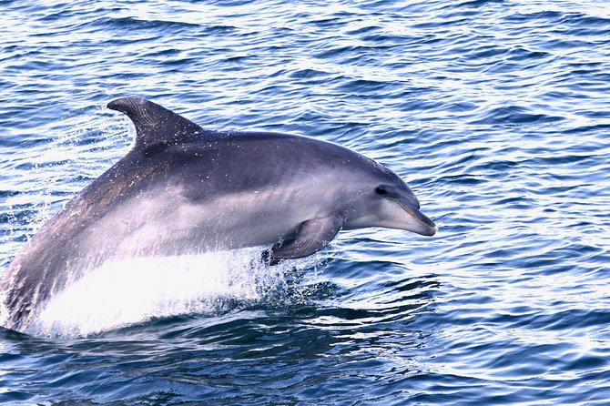 Dolphin Quest & Marine Life Search - What the AIMM-Trained Guides Add (Beyond Spotting)