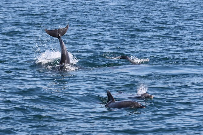 Dolphin Quest & Marine Life Search - Duration and Pace: Two Hours That Don’t Drag