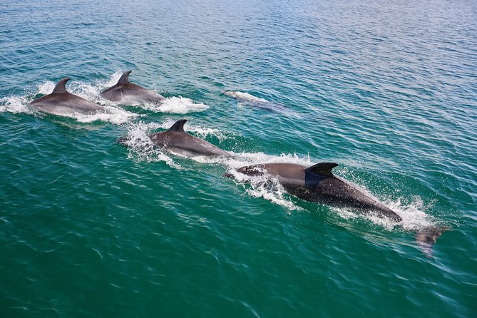 Dolphin Quest & Marine Life Search - Price and Value: Is $43 a Good Deal Here?