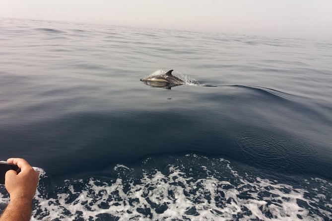 Dolphin Route - Key things I found most interesting