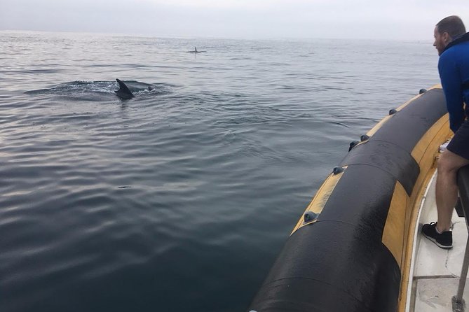 Dolphin Route - Getting to the boat: Peniche’s meeting point and what that means for you