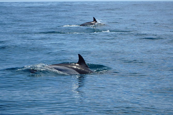 Dolphin Route - Stop 1: Cabo Carvoeiro and the start of the hunt