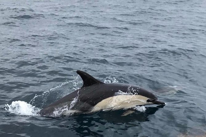 Dolphin Route - Meia Via (between Cabo Carvoeiro and Berlenga): where dolphins are the goal