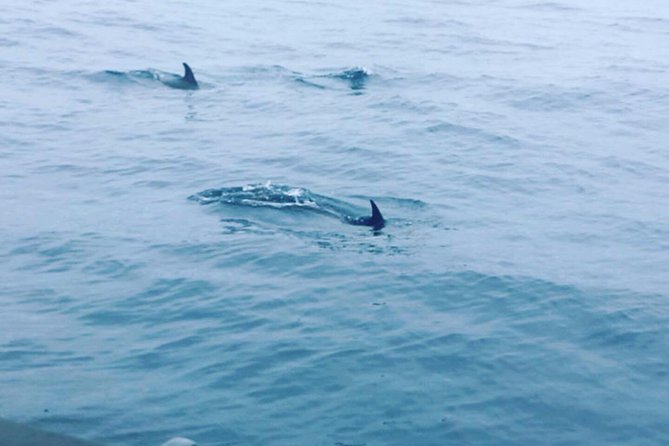 Dolphin Route - Price and value: is $54.22 worth it?