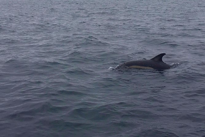 Dolphin Route - Who should book this cruise, and who might want a different plan