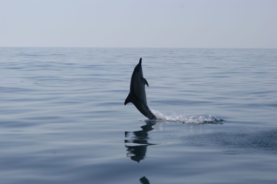 Dolphin Safari and Cave Tour in Vilamoura - Key things to know before you go