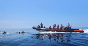Dolphin Safari and Cave Tour in Vilamoura - Dolphin Safari: what you’re really paying for