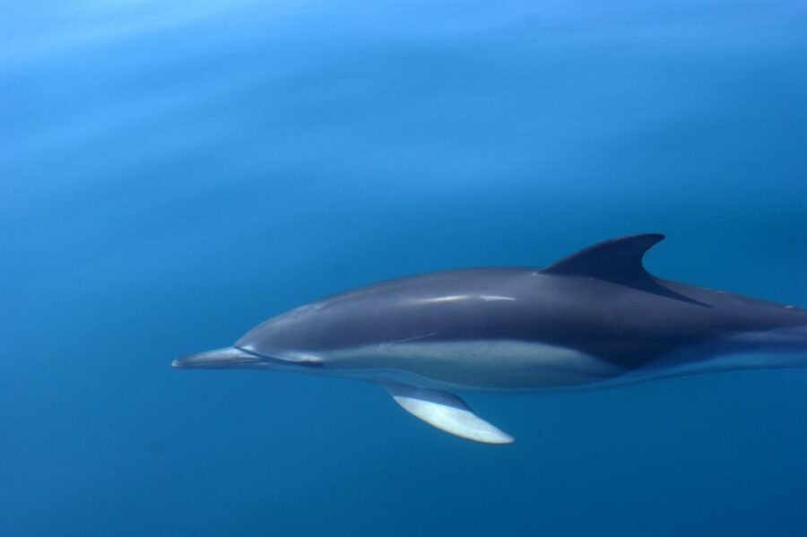 Dolphin Safari and Cave Tour in Vilamoura - Guide and communication: you’ll understand what’s happening