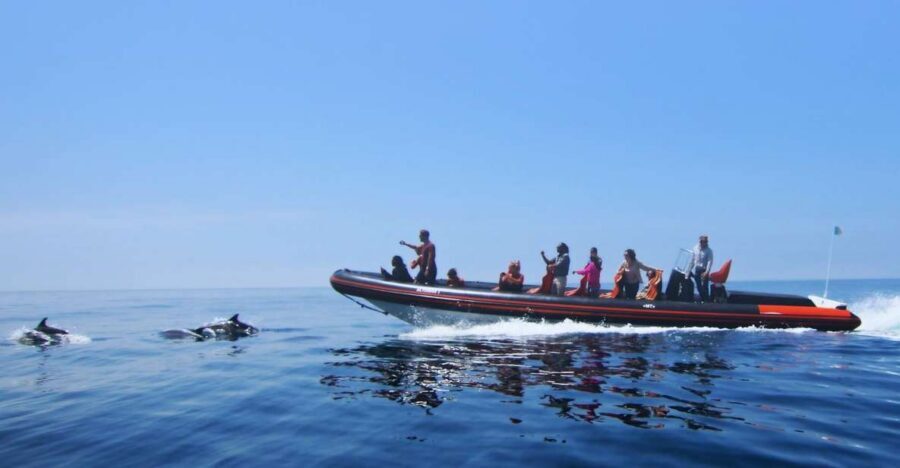 Dolphin Safari and Cave Tour in Vilamoura - Dolphin Safari: what you’re really paying for
