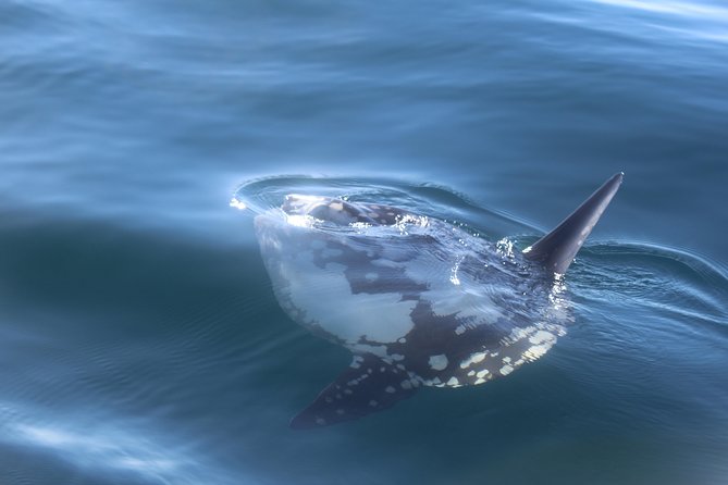 Dolphin Watching + 2 Islands Tour - From Faro - The Ilha do Farol Stop: Lighthouse Village Time Without the Rush
