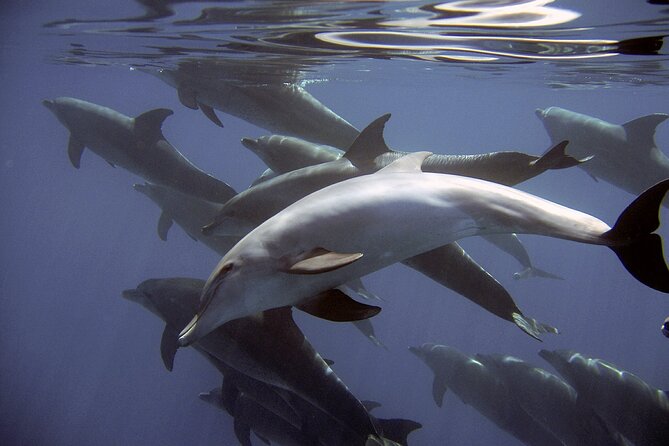 Dolphin Watching + 2 Islands Tour - From Faro - Ilha Deserta and the Crystalline Water: The Payoff Stop for Swimmers
