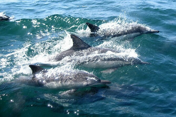 Dolphin Watching + 2 Islands Tour - From Faro - Timing, Island Stops, and the Dolphin Uncertainty Trade-Off