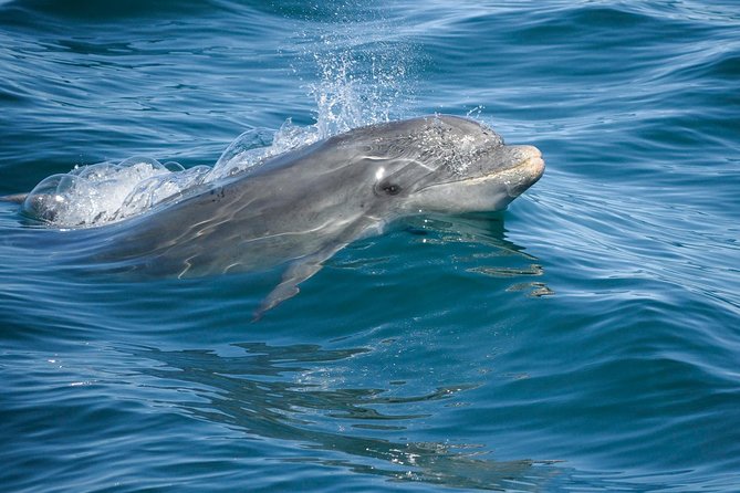 Dolphin Watching and Cave Boat Cruise from Albufeira - A 2.5-Hour Algarve Cruise That Moves Fast