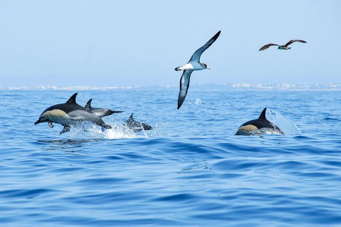 Dolphin Watching and Cave Boat Cruise from Albufeira - Live Commentary and Guide Style: Useful, With a Few Caveats