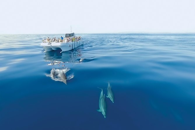 Dolphin Watching and Cave Boat Cruise from Albufeira - Price and Value: Why About $35 Can Be a Good Deal