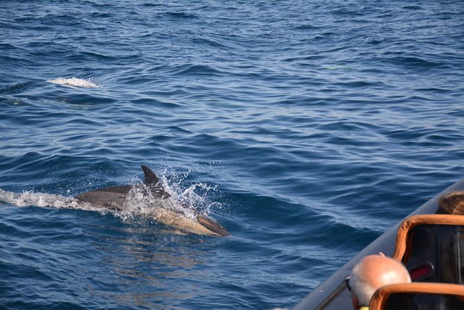 Dolphin Watching and Cave Tour from Vilamoura - Sea caves and inlets: the payoff and the potential letdown