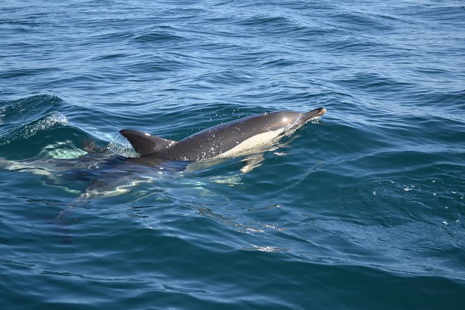 Dolphin Watching and Cave Tour from Vilamoura - Price and value: is $48.06 worth it?
