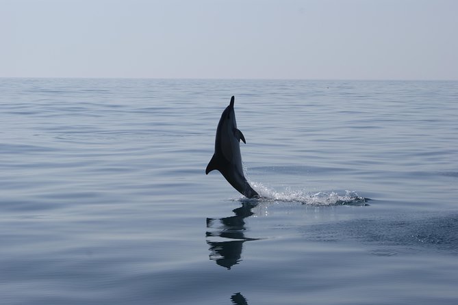 Dolphin Watching and Cave Tour from Vilamoura - Who should book this cruise (and who might want another plan)